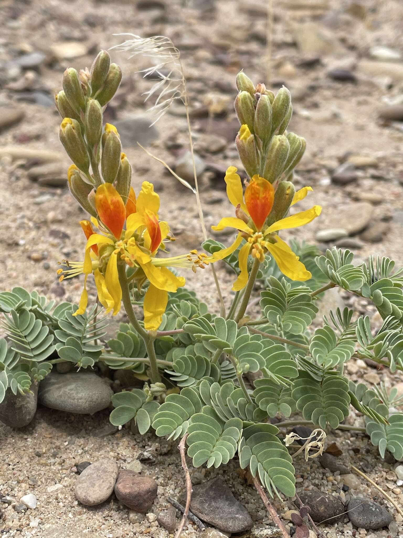 Plancia ëd Hoffmannseggia repens (Eastw.) Cockerell