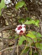 Image de Strophanthus petersianus Klotzsch