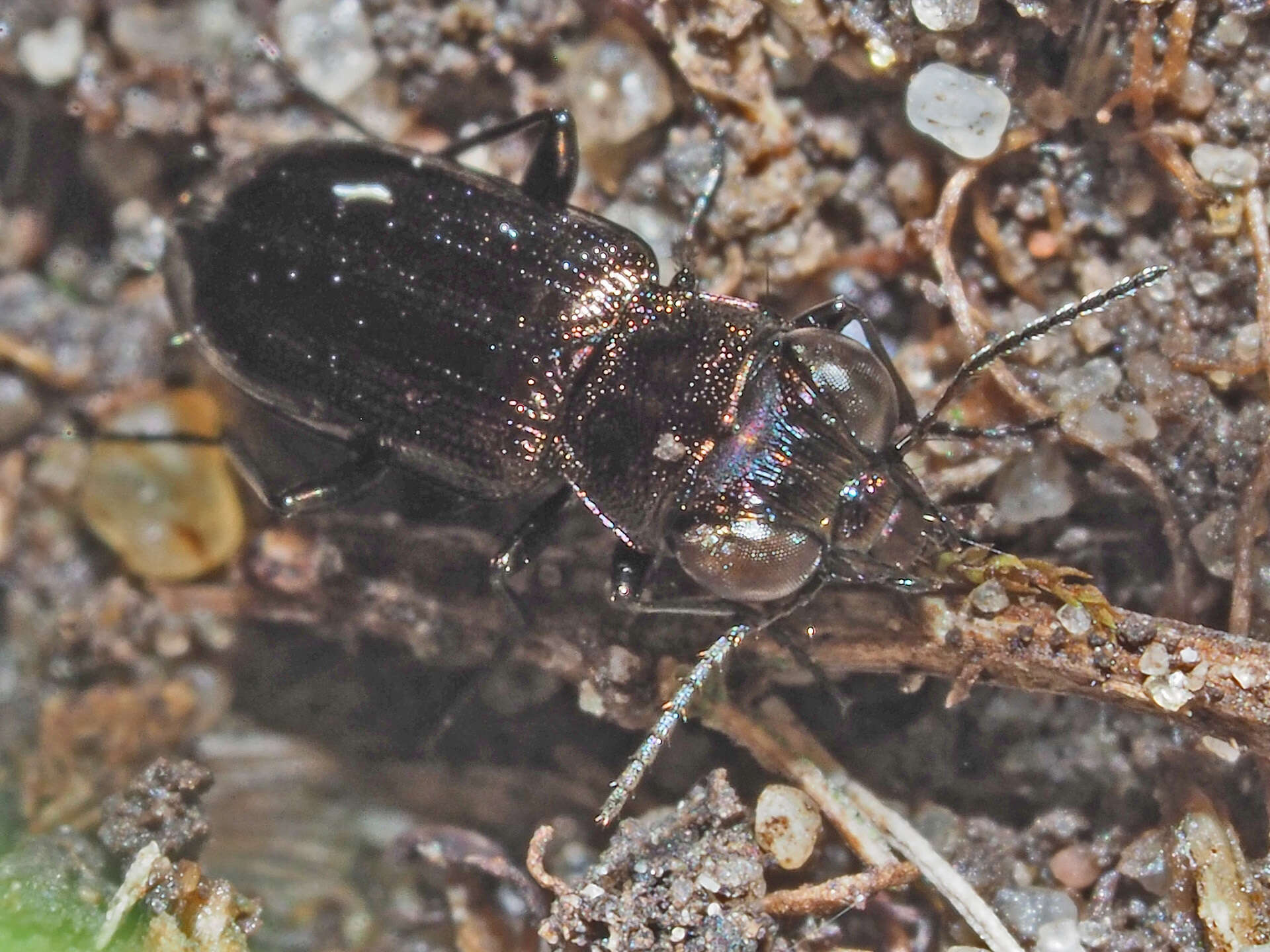 Image of Notiophilus aquaticus (Linnaeus 1758)