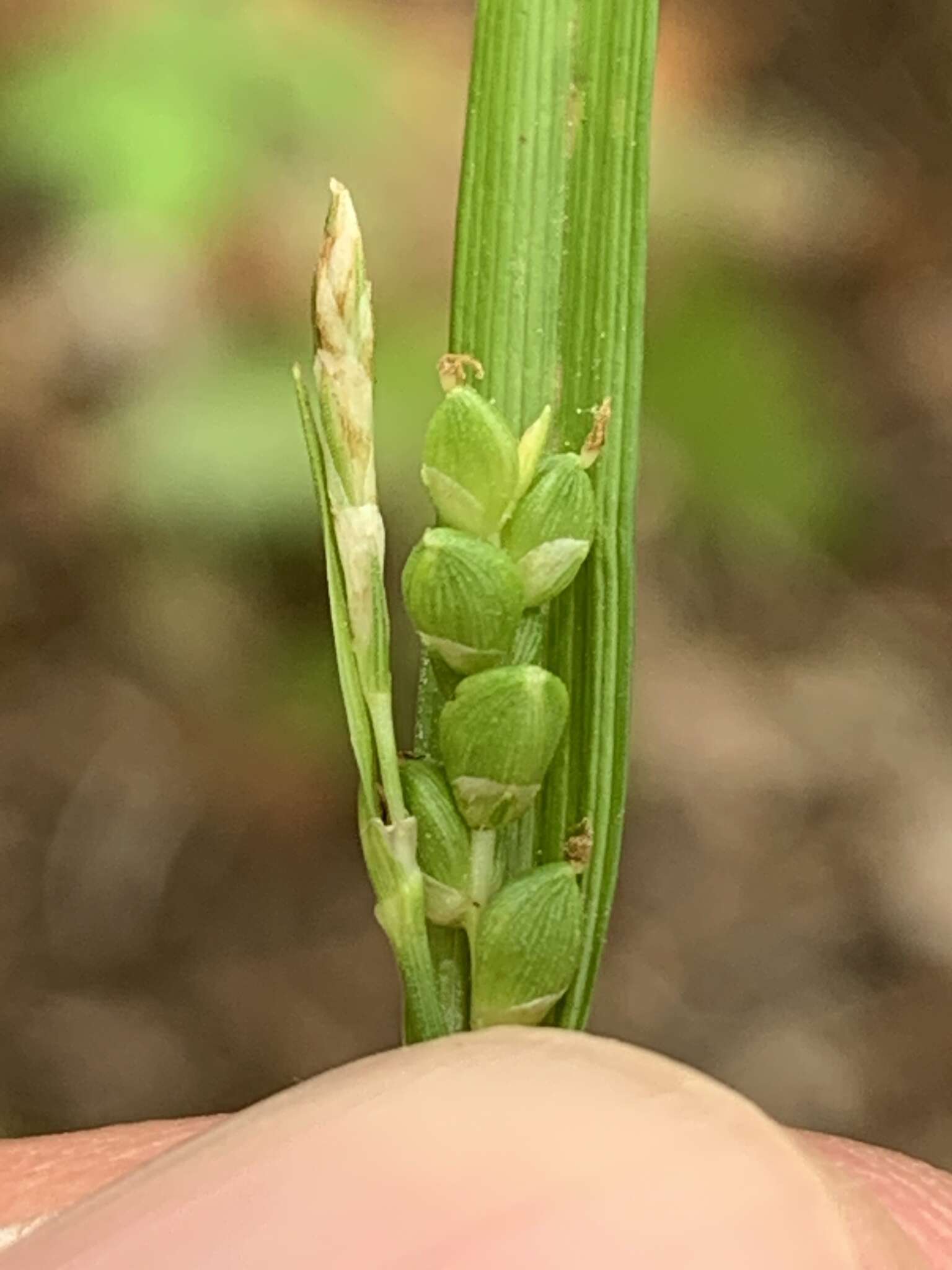 Image of Cumberland sedge