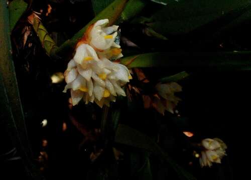 Image of Maxillaria neglecta (Schltr.) L. O. Williams