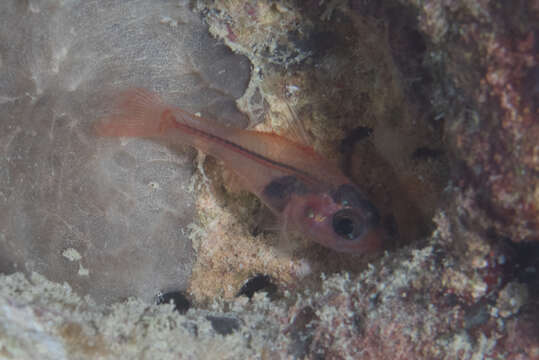 Image of Little red cardinalfish