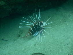 Image of Radial firefish