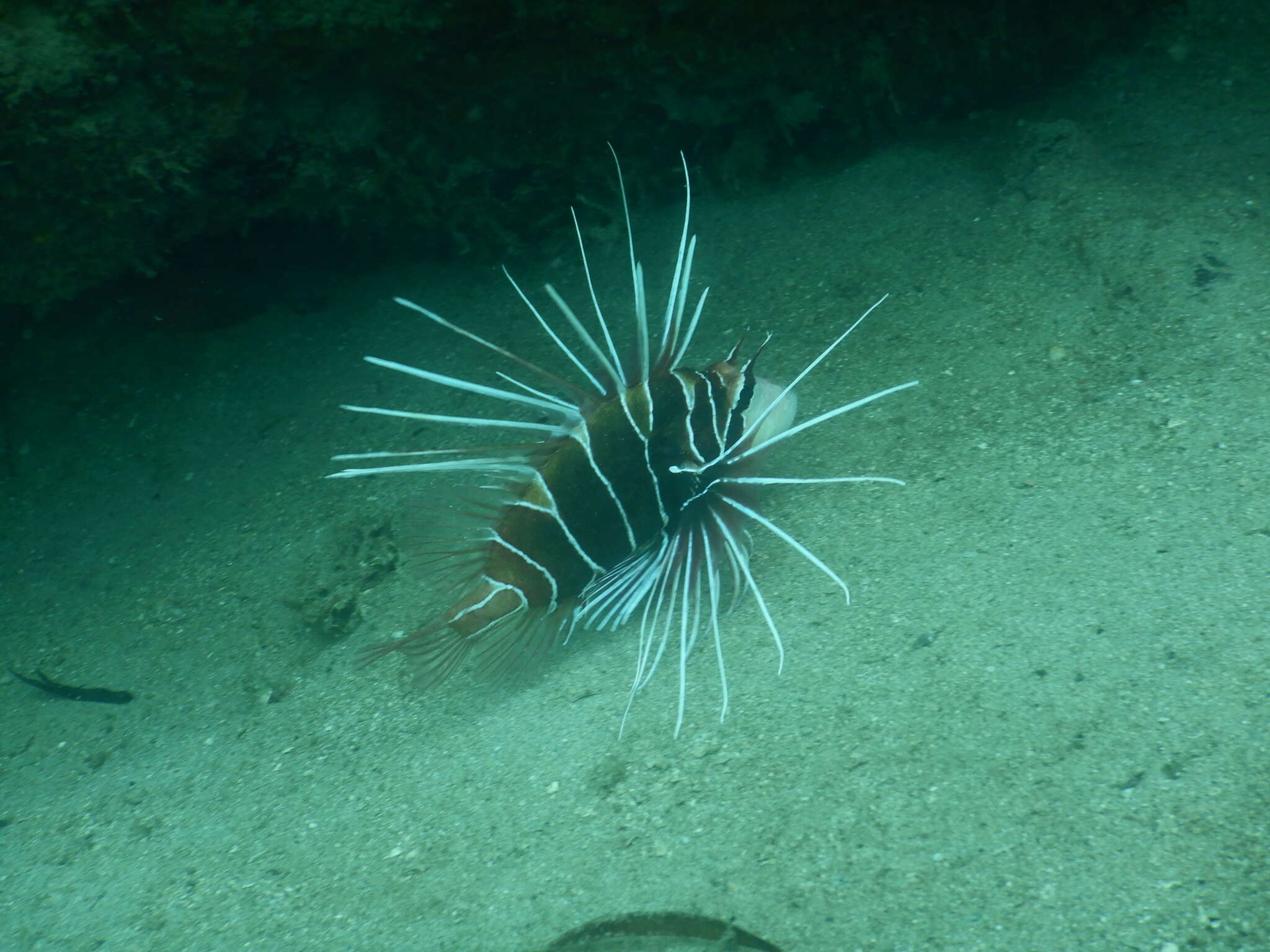 Image of Radial firefish