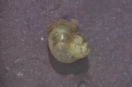 Image de Bithynia leachii (Sheppard 1823)