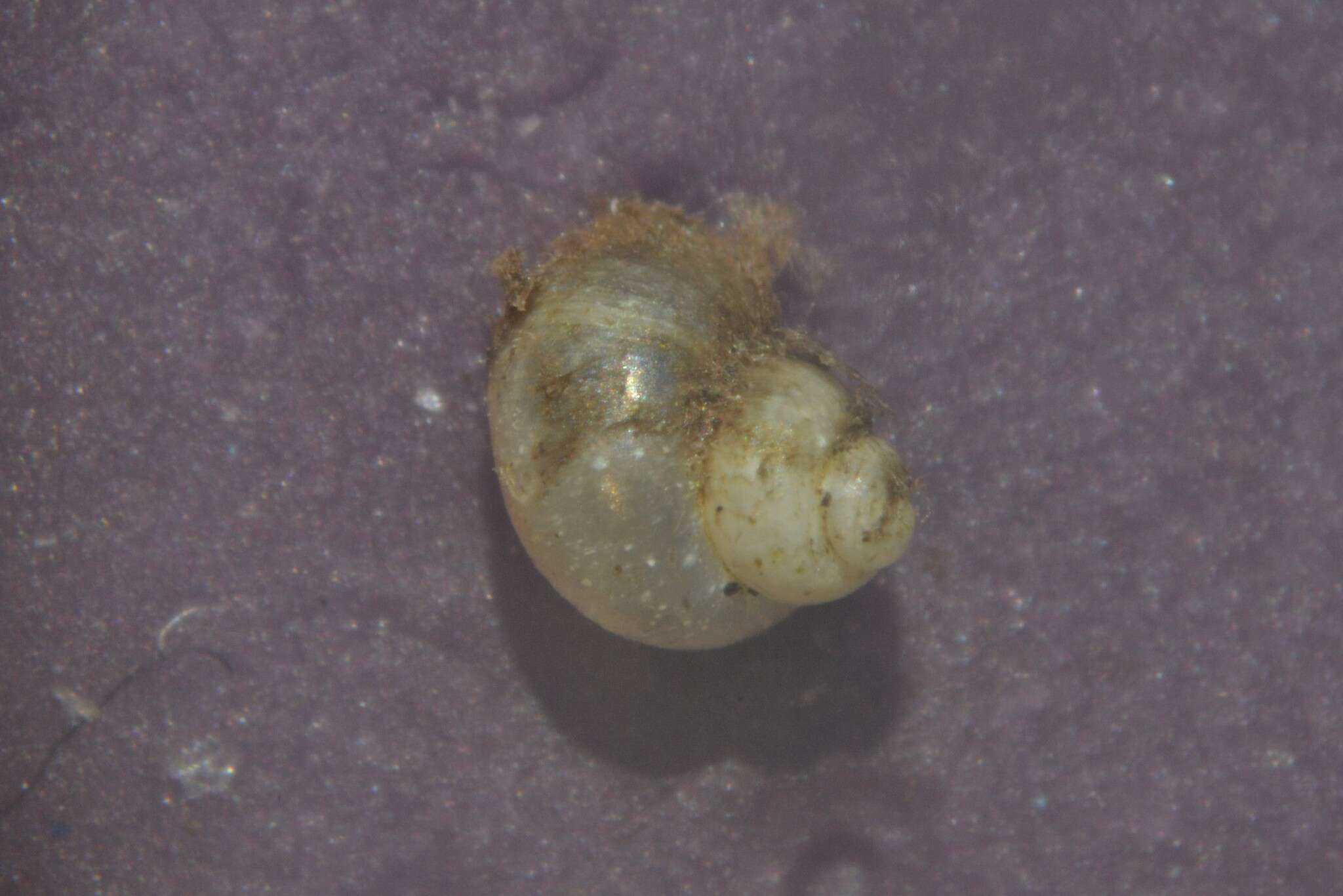 Image de Bithynia leachii (Sheppard 1823)