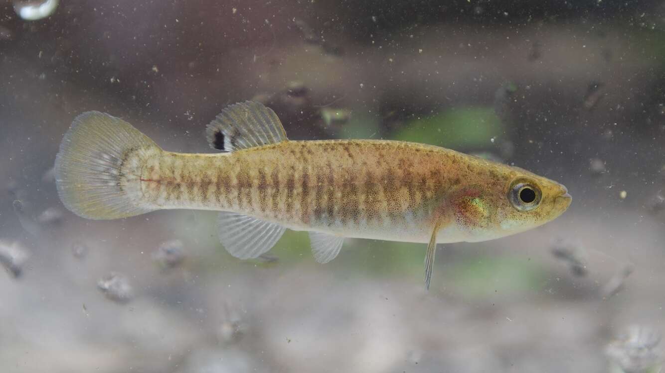 Image of Marsh killifish