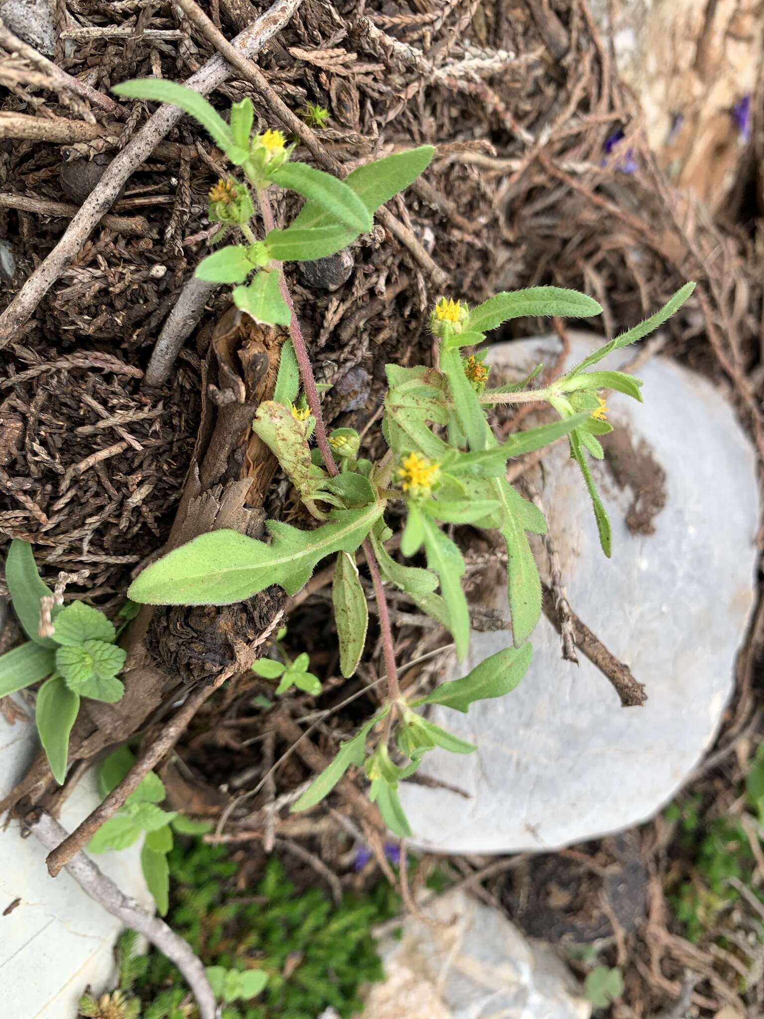 Imagem de Melampodium strigosum Stuessy