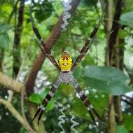 Image of Argiope mangal Koh 1991