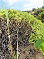 Image of Helichrysum asperum var. comosum (Sch. Bip.) Hilliard