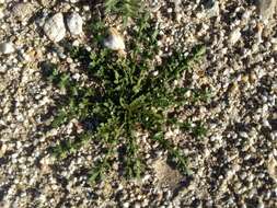 Image of shaggyfruit pepperweed