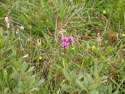 Image of Dactylorhiza traunsteineri subsp. curvifolia (F. Nyl.) Soó