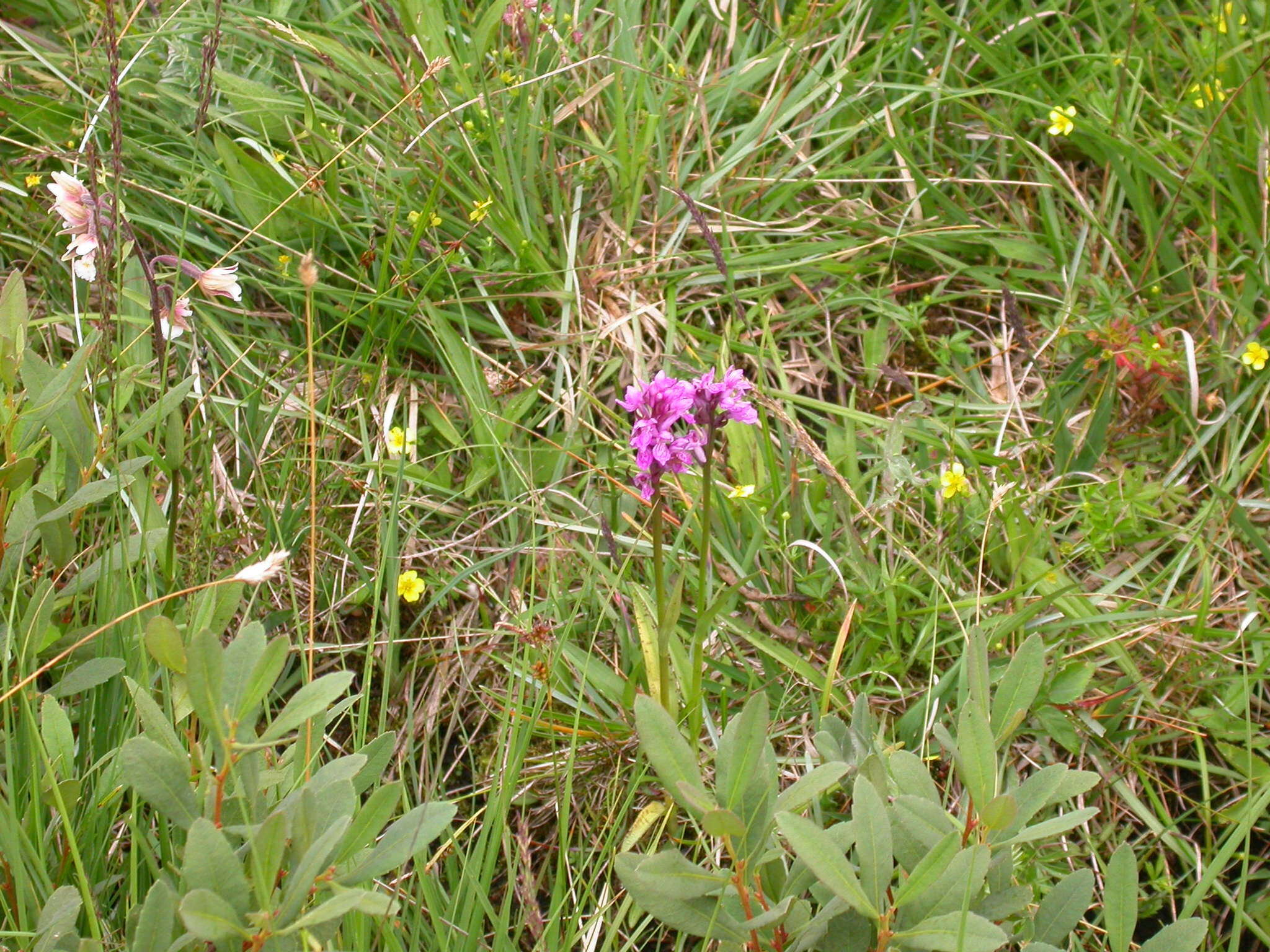 Image of Dactylorhiza traunsteineri subsp. curvifolia (F. Nyl.) Soó