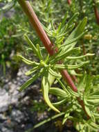 Imagem de Hypericum hyssopifolium Chaix