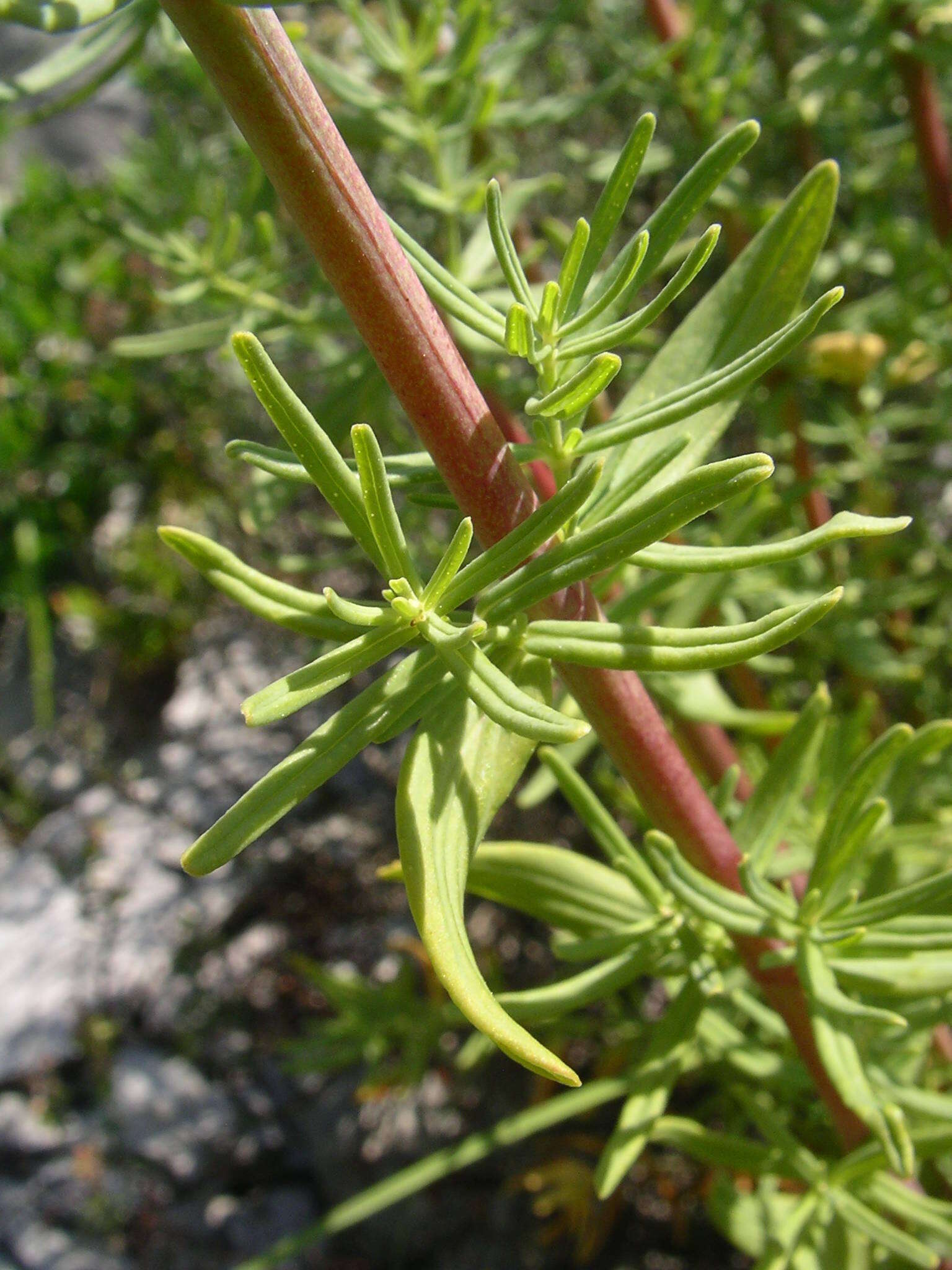 Image of Hypericum hyssopifolium Chaix