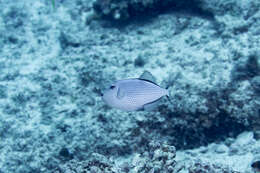 Image of Gilded triggerfish