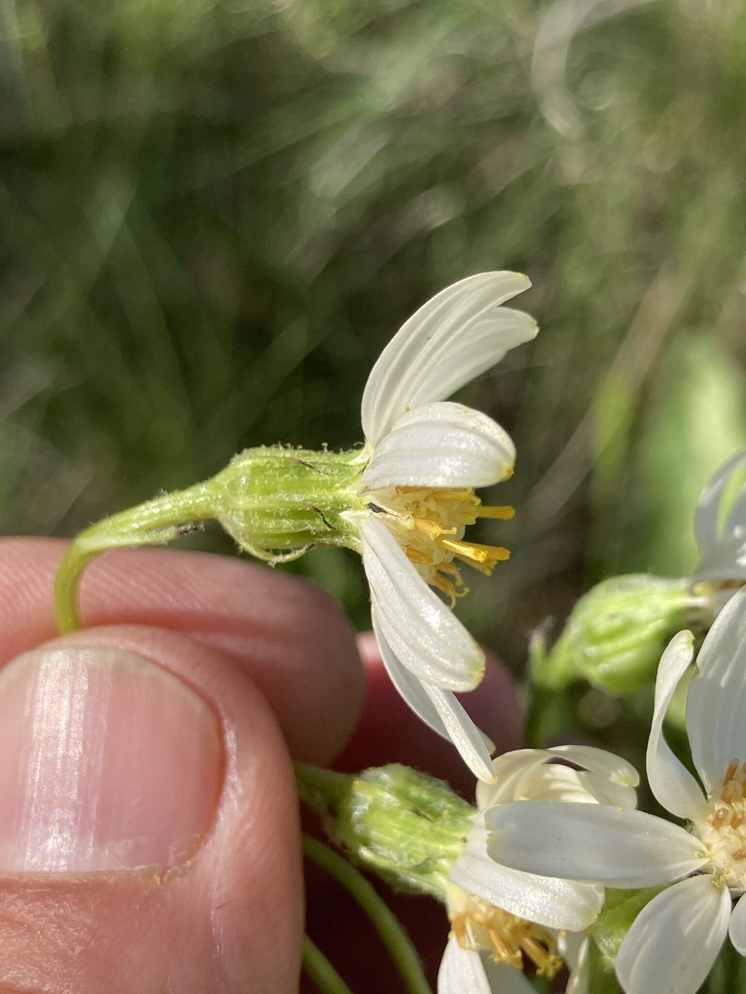 Image of paleyellow ragwort