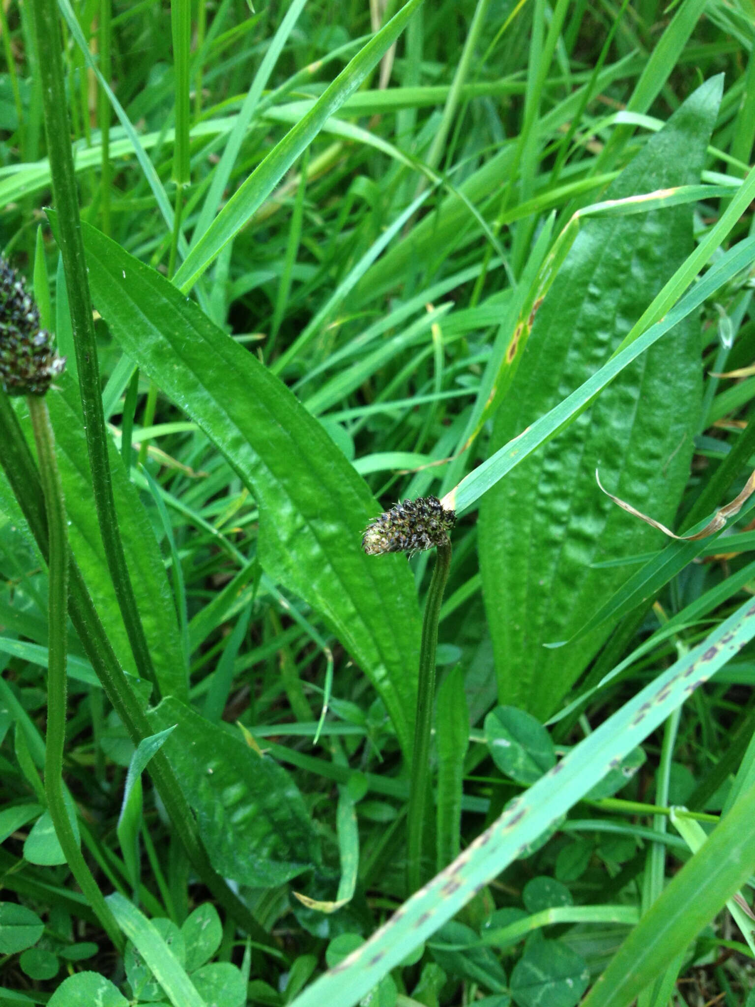 Image of Ribwort Plantain