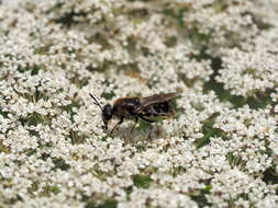 صورة Stratiomys longicornis (Scopoli 1763)