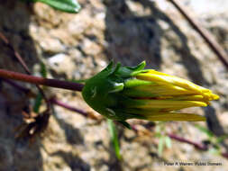 صورة Gazania rigens var. uniflora (L. fil.) Rössl.