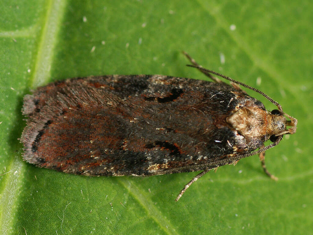 Image of Agonopterix liturosa Haworth 1811