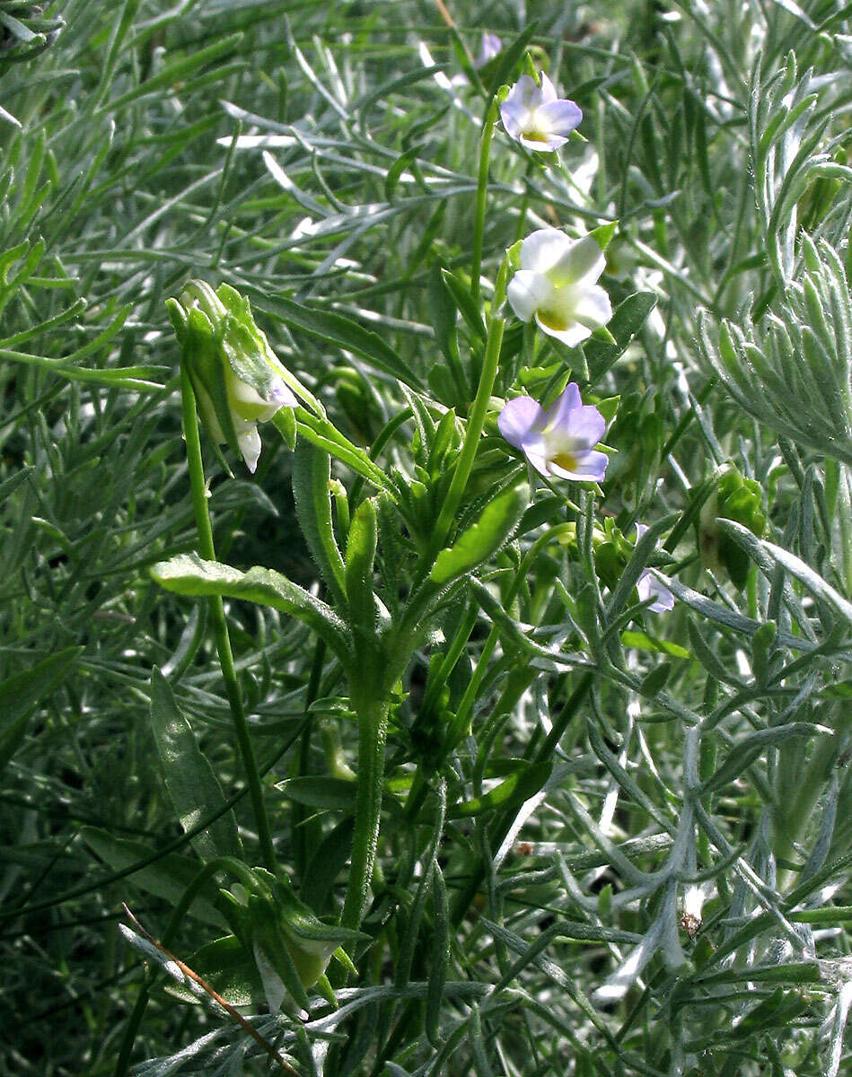 Image of Dwarf Pansy