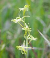 Plancia ëd Platanthera oreades Franch. & Sav.