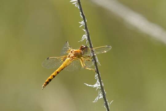 Image of Spot-winged Meadowhawk