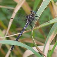 Image of Elusive Clubtail