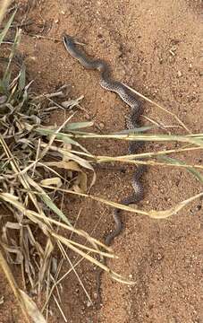 Image of Rufous Beaked Snake