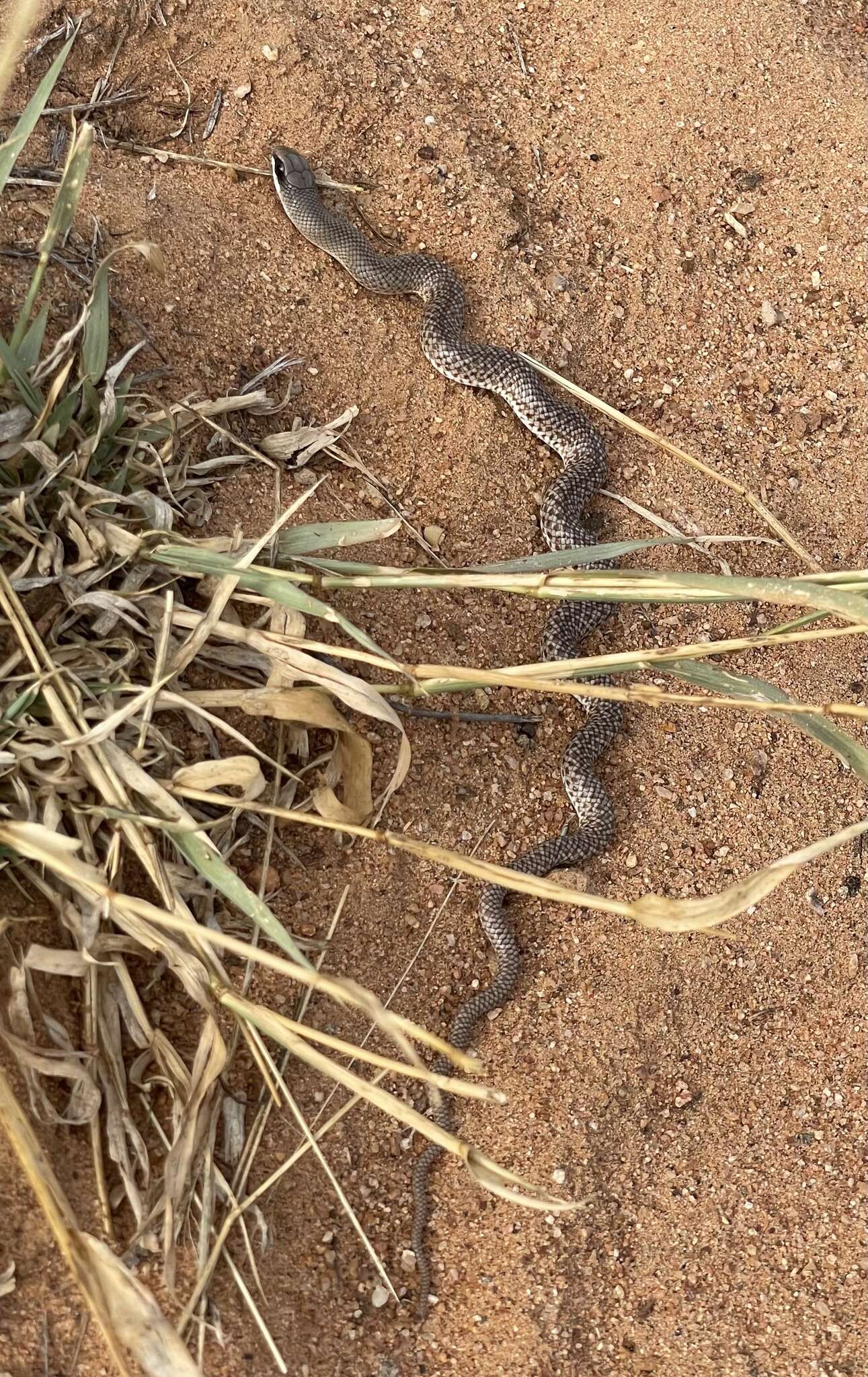 Image of Rufous Beaked Snake