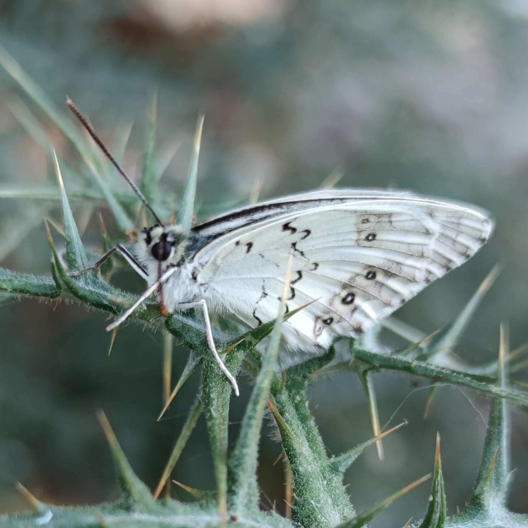 Image of Levantine Marbled White