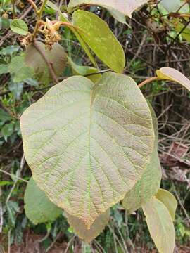 Plancia ëd Actinidia chinensis var. setosa H. L. Li