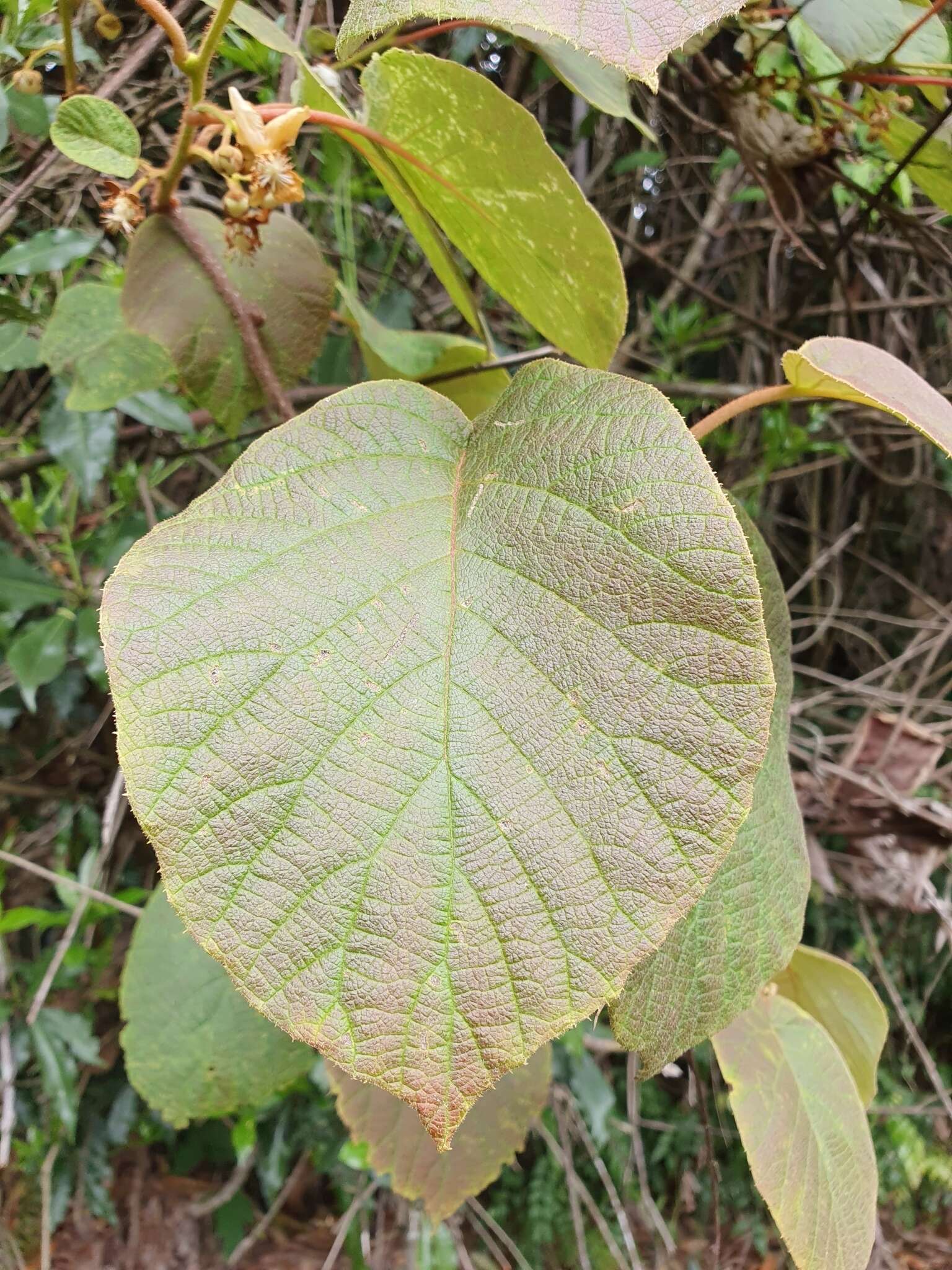 Image of Actinidia chinensis var. setosa H. L. Li