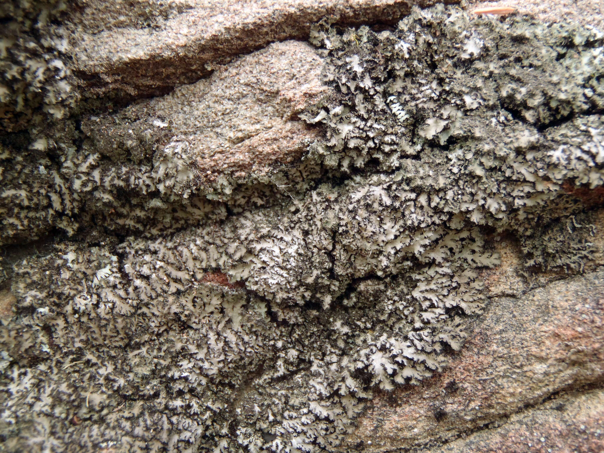 Image of hispid wreath lichen