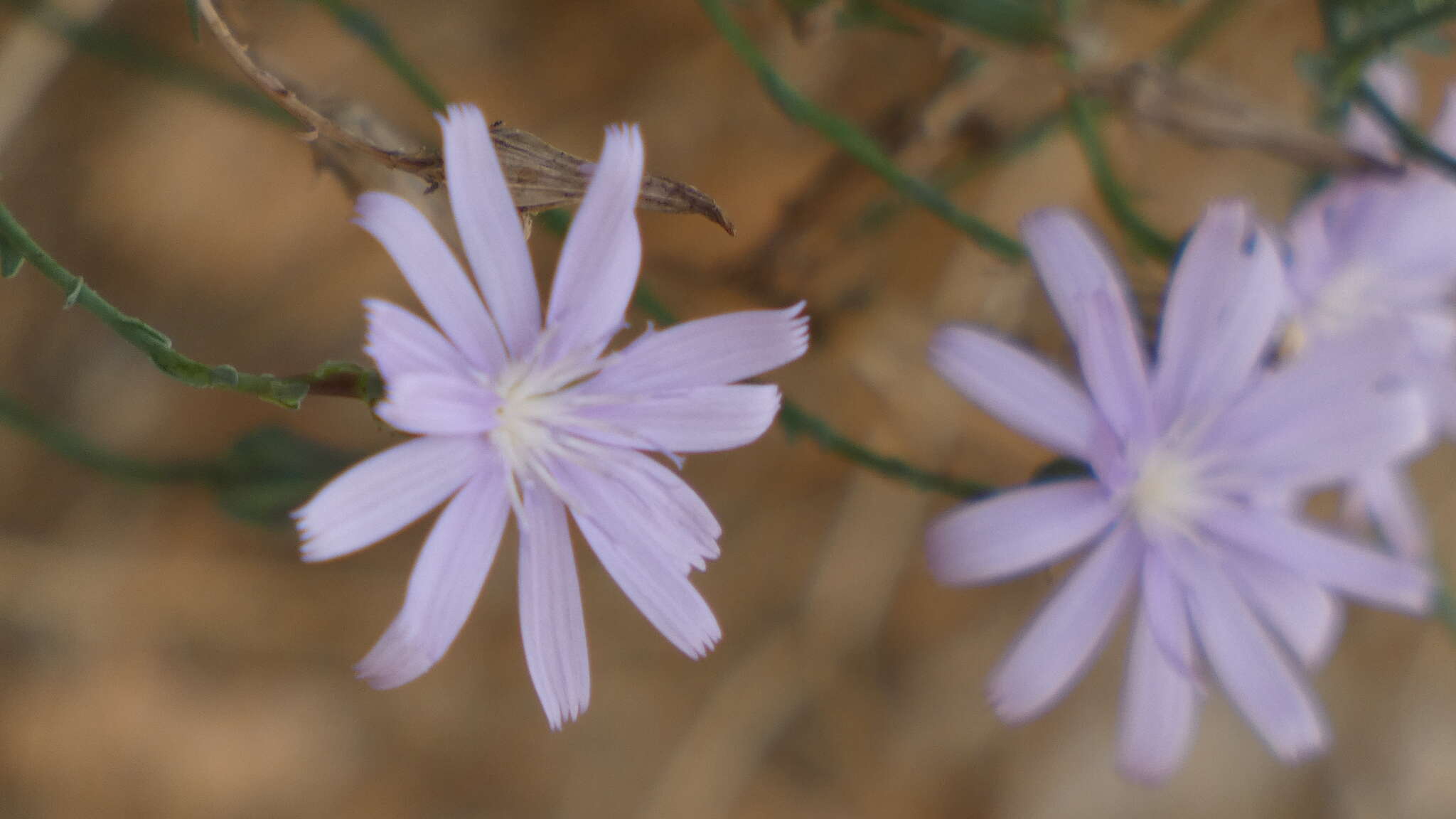 Image of Lactuca tenerrima Pourr.