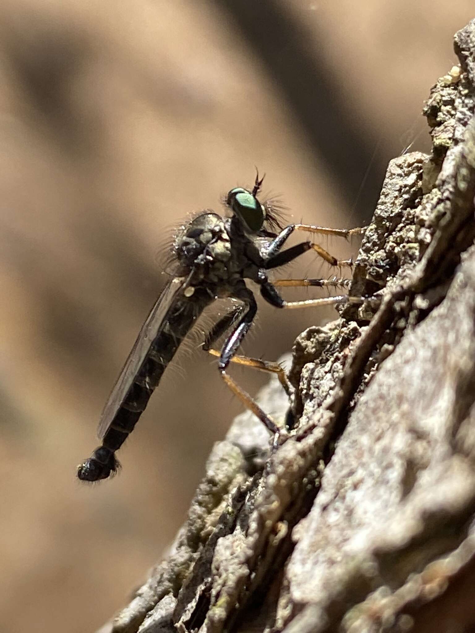 Image of Neoitamus socius (Loew 1871)