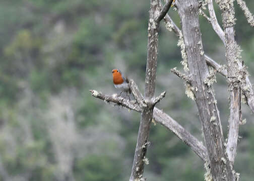 Image of Erithacus rubecula superbus Koenig & AF 1889