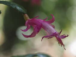 Plancia ëd Schlumbergera opuntioides (Loefgr. & Dusén) D. R. Hunt