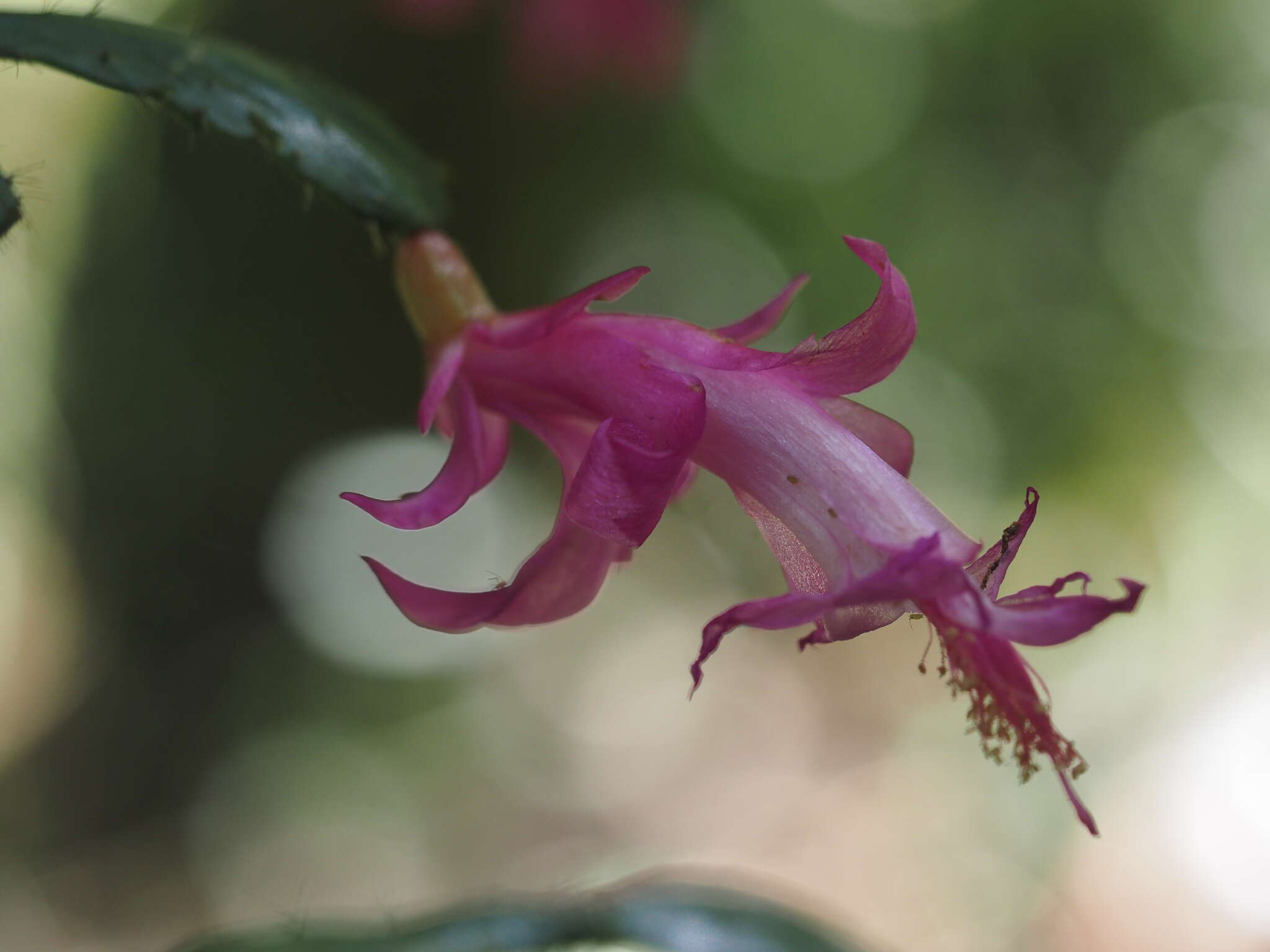 Plancia ëd Schlumbergera opuntioides (Loefgr. & Dusén) D. R. Hunt