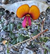 Слика од Isotropis cuneifolia (Sm.) B. D. Jacks.