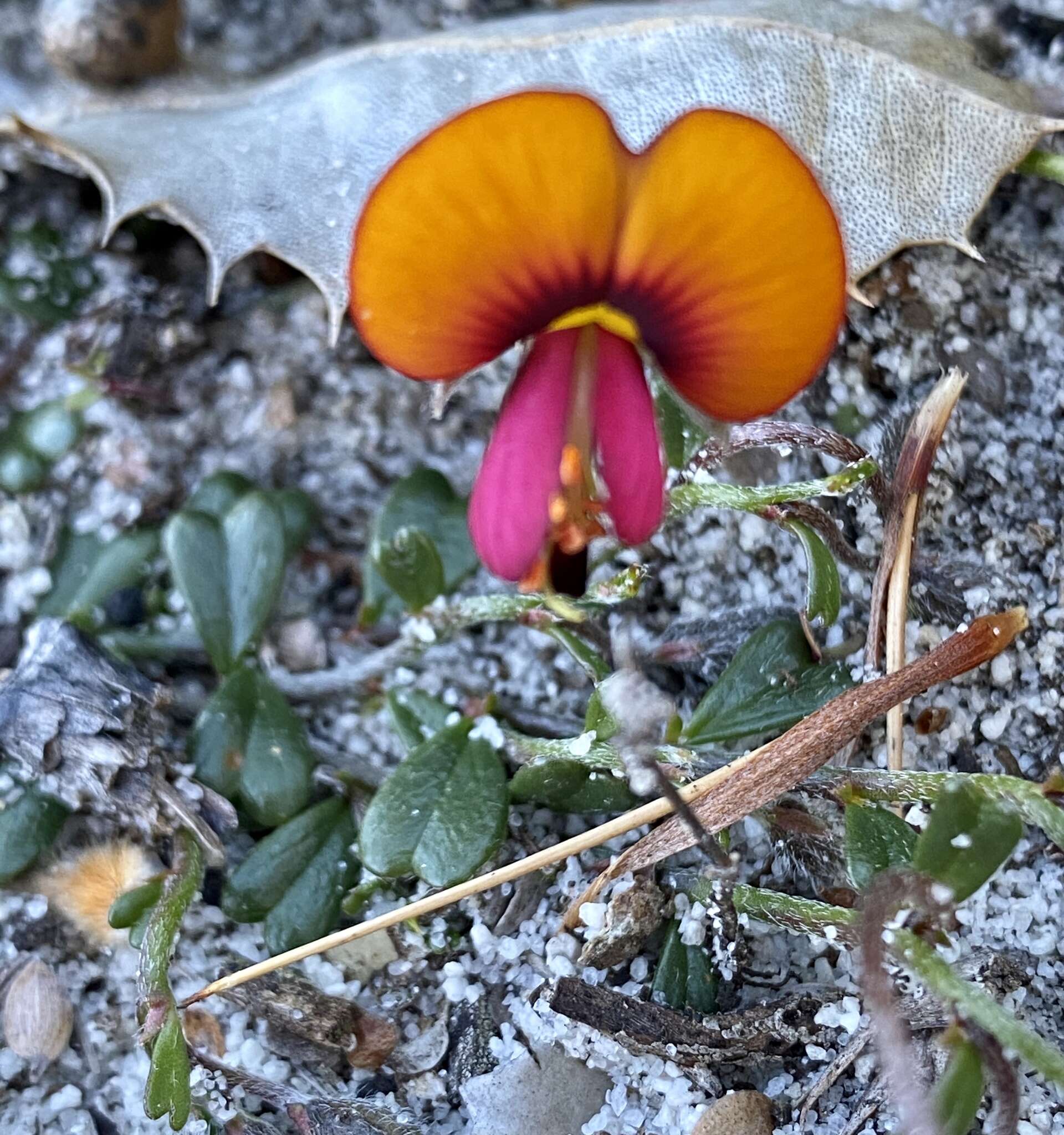 Слика од Isotropis cuneifolia (Sm.) B. D. Jacks.