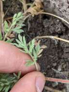 Image de Potentilla newberryi A. Gray