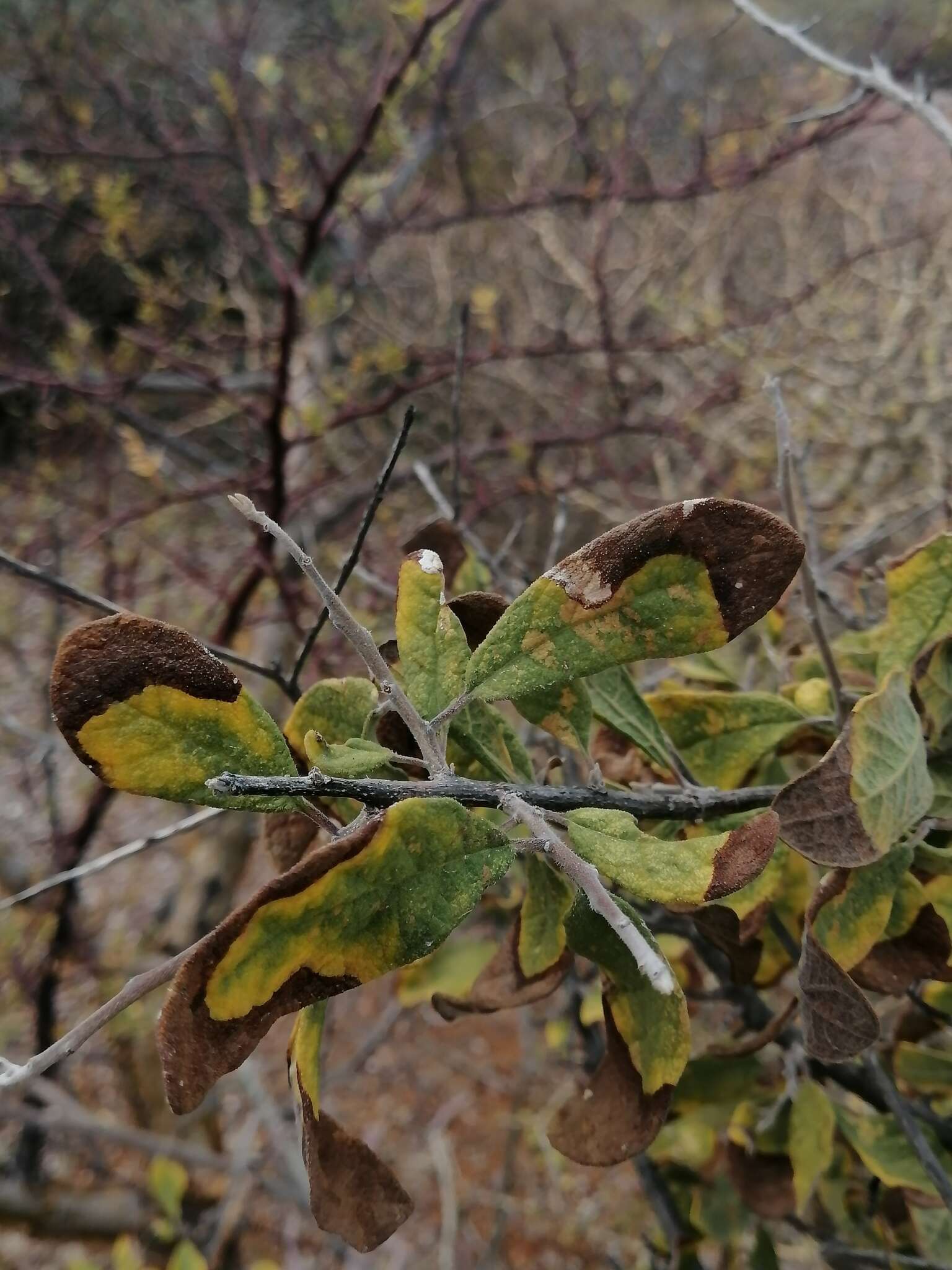 Image of Bourreria sonorae S. Wats