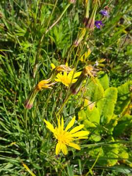 Image of Tragopogon reticulatus Boiss. & Huet