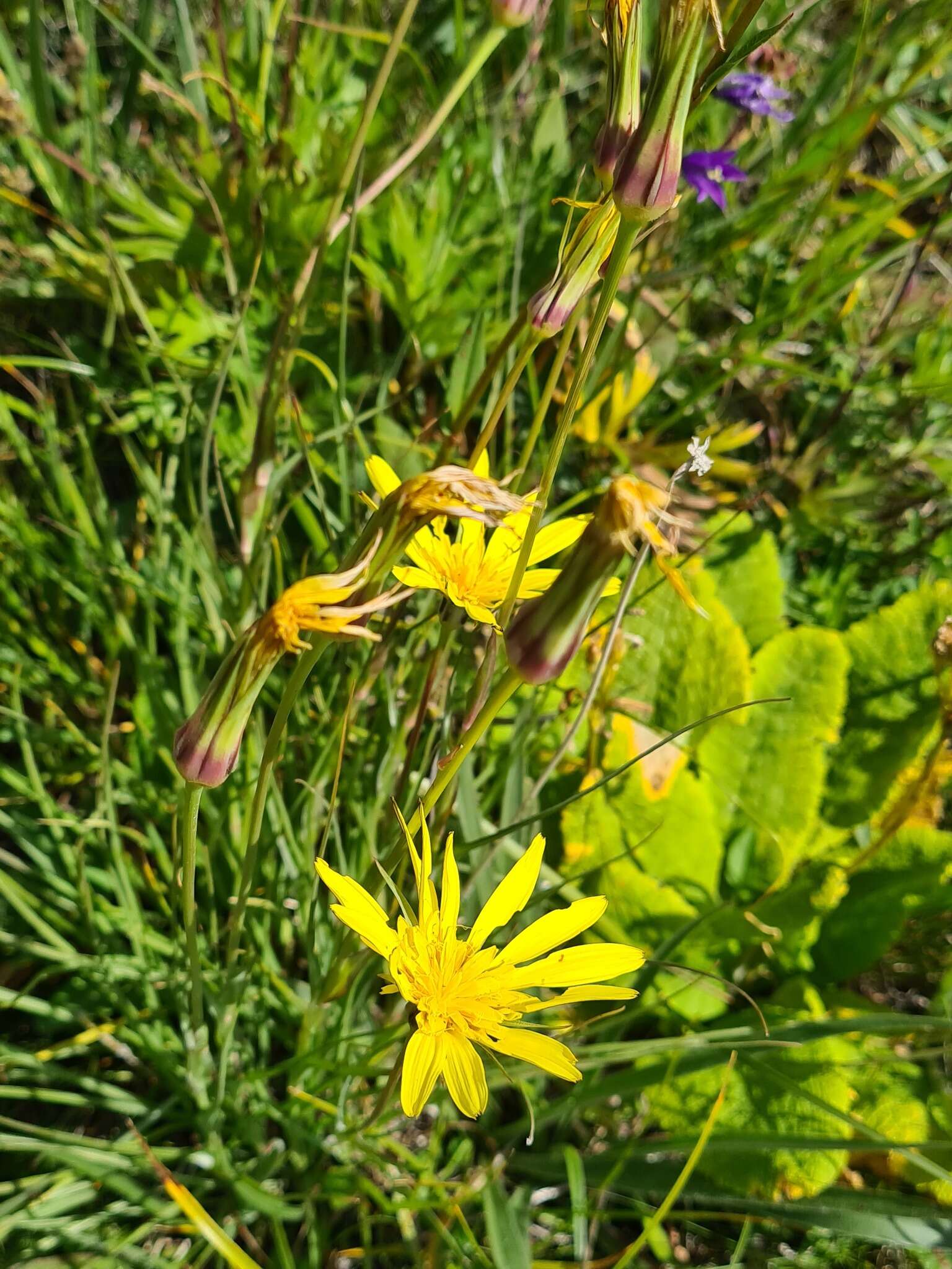 صورة Tragopogon reticulatus Boiss. & Huet