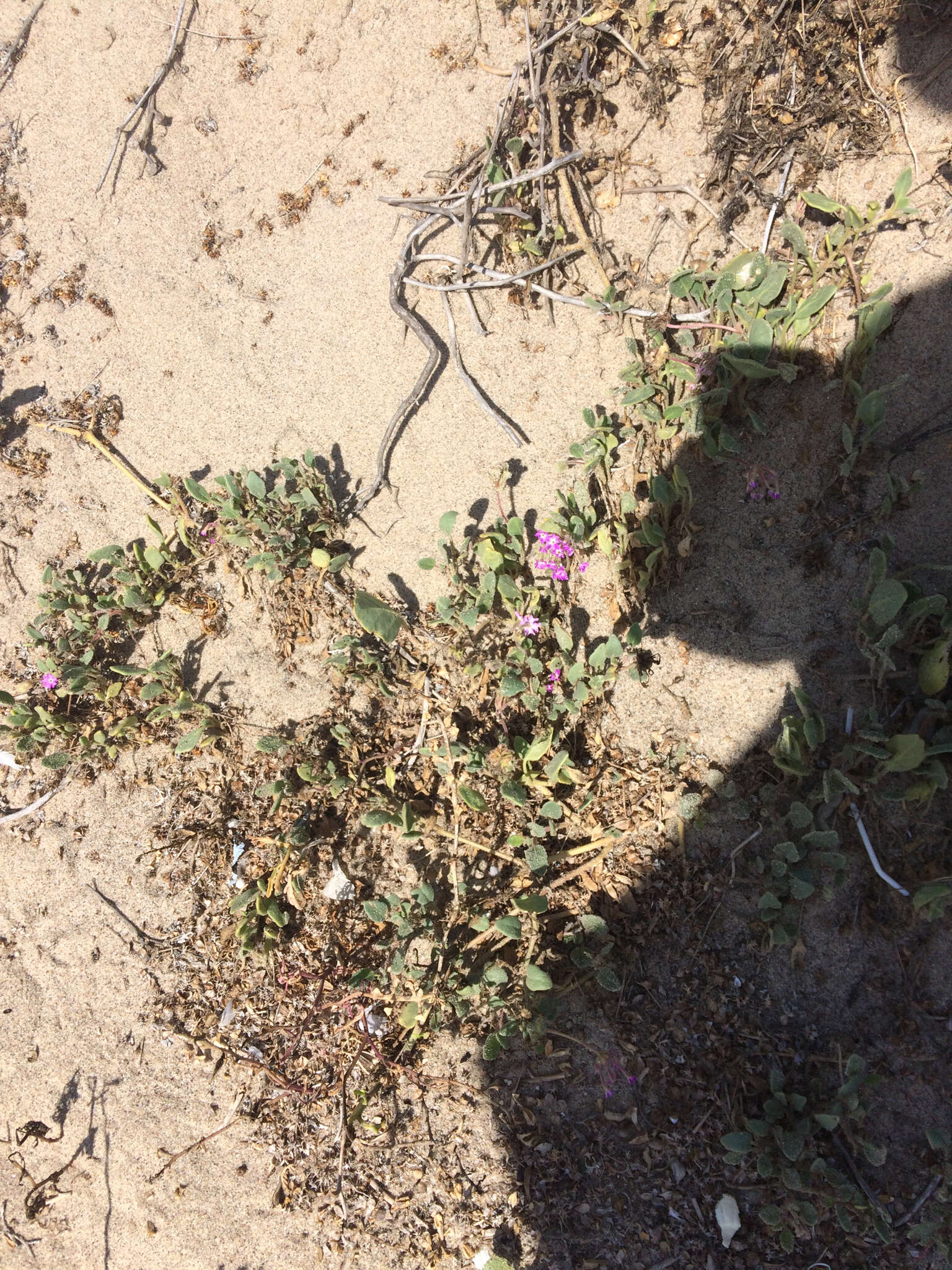 Image of pink sand verbena