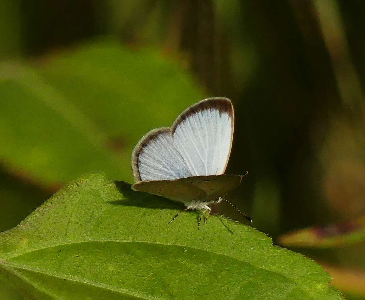 Image of Pseudozizeeria maha ossa (Swinhoe 1885)