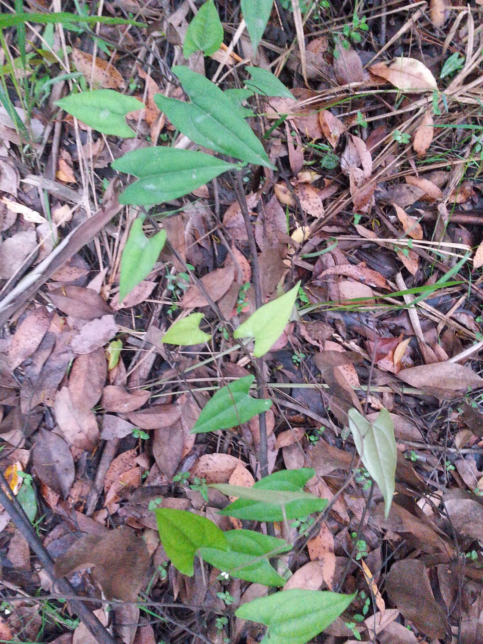 Dioscorea transversa R. Br. resmi