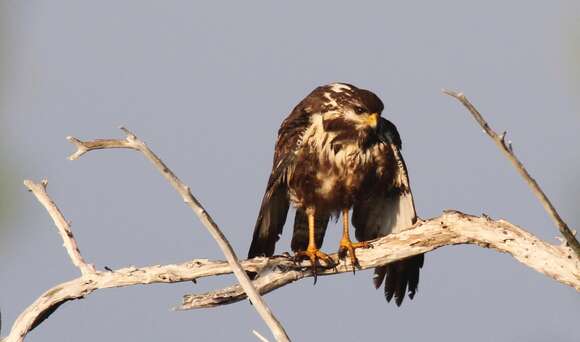 Image of Cuban Black Hawk